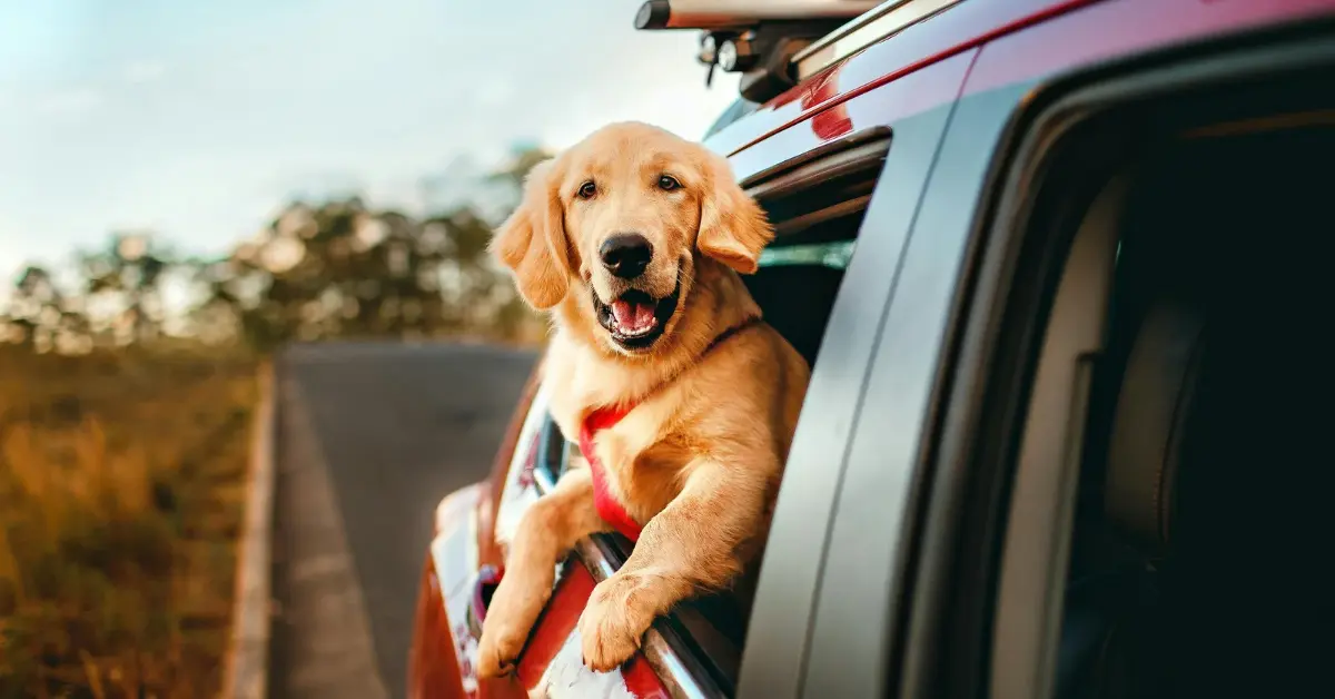 How pet affects your MOT